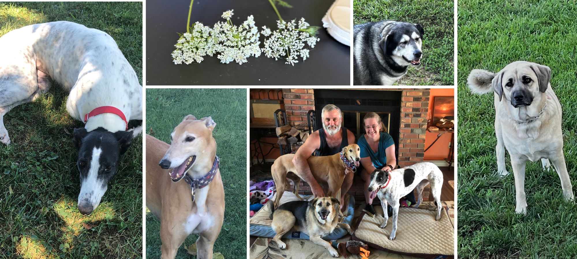 Collage of dogs in various settings including grass, indoors with flowers, and outdoors.